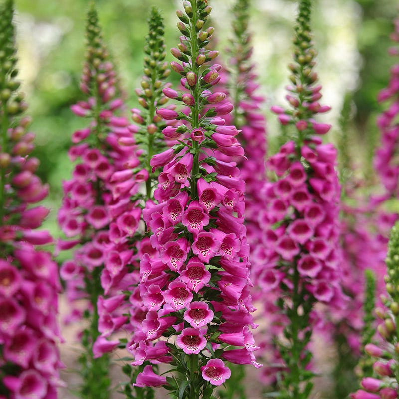 Candy Mountain Foxglove