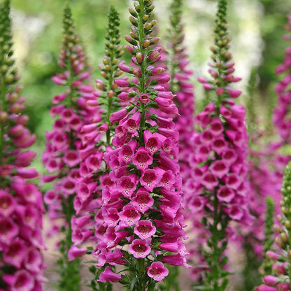 Candy Mountain Foxglove