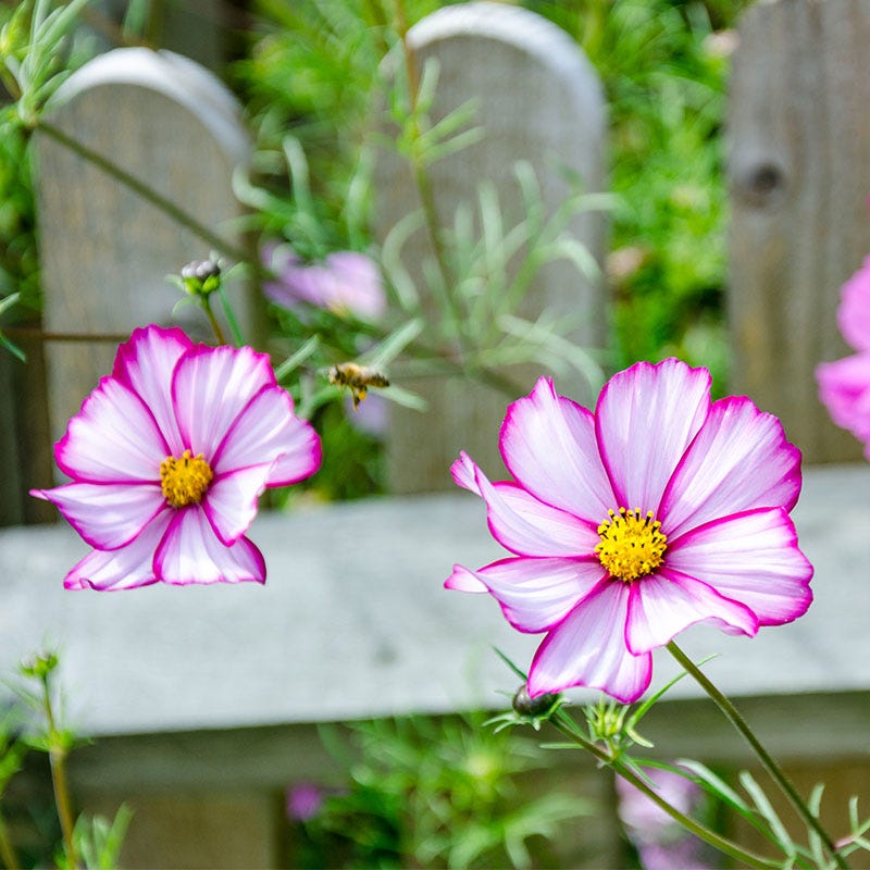 Candystripe Cosmos Seeds | American Meadows
