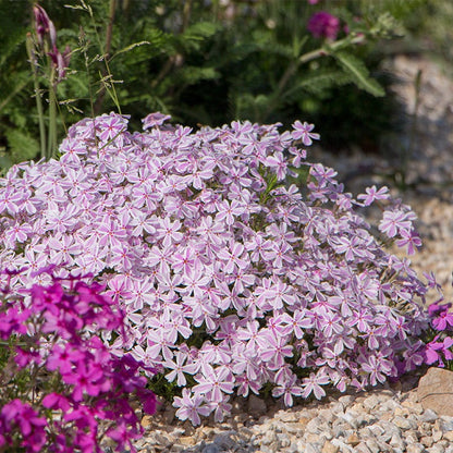 Candy Stripe Creeping Phlox