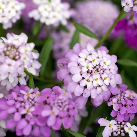 candytuft plant Candytuft Seeds | Pink/White