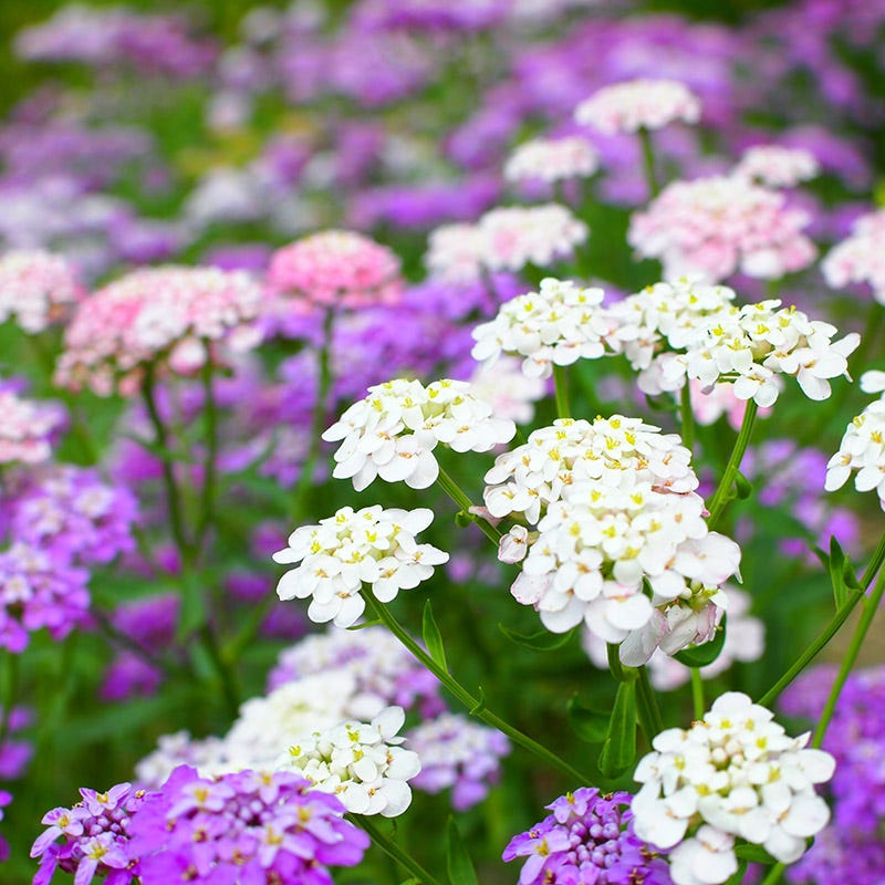 Candytuft Seeds