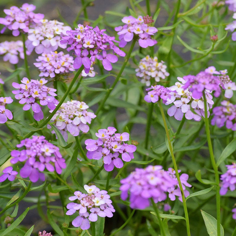 candytuft flower seeds Candytuft Seeds | Pink/White