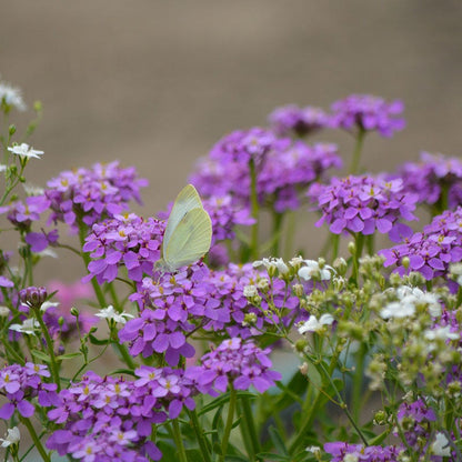 Candytuft Seeds