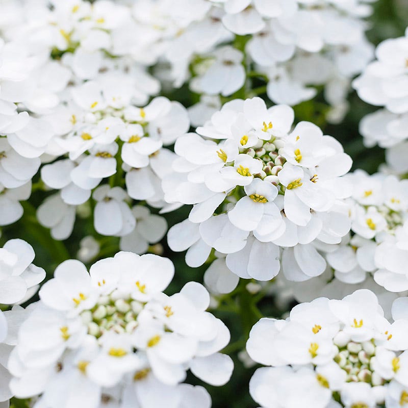 Moonlight Pre-Planned Garden