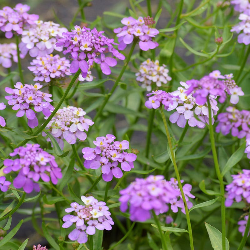 Candytuft Seeds