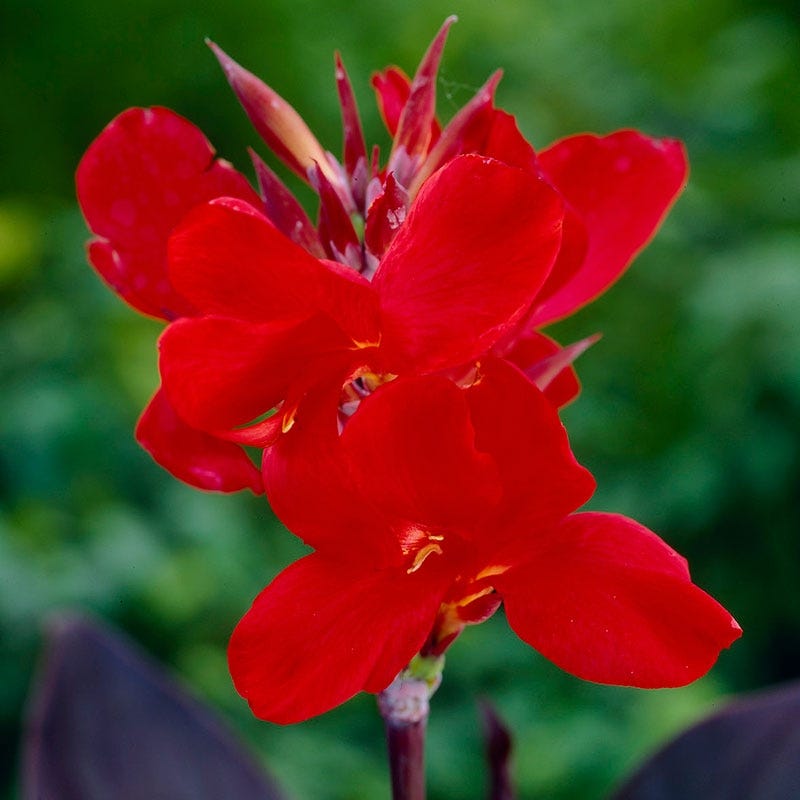 Australia Canna Lily | Canna indica