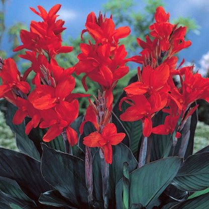 Australia Canna Lily