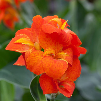 Brilliant Canna Collection