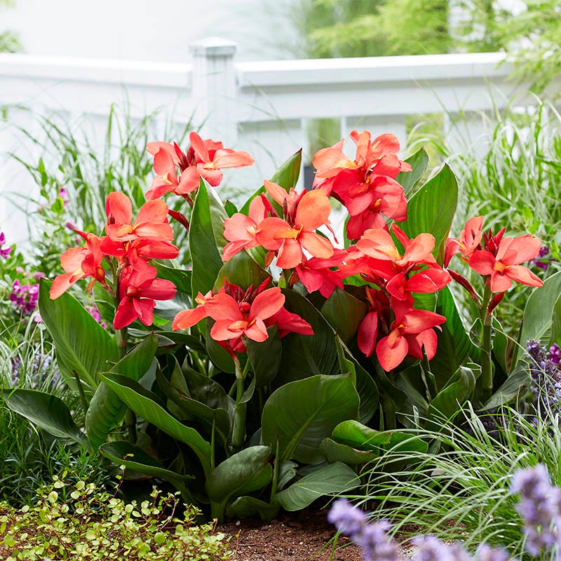 CannaSol Happy Isabel Canna Lily - Thumbnail 2