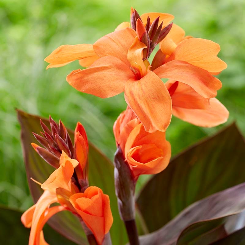 CannaSol Happy Wilma Canna Lily - Thumbnail 2