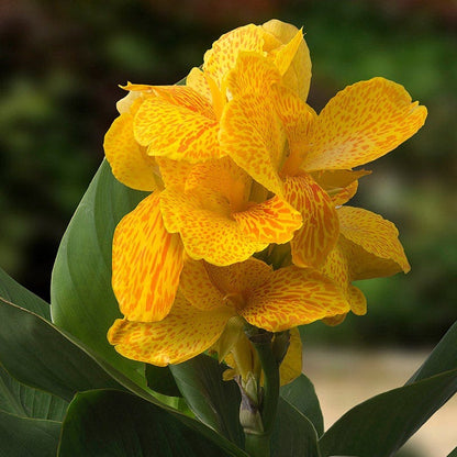 CannaSol™ Happy Emily Canna Lily