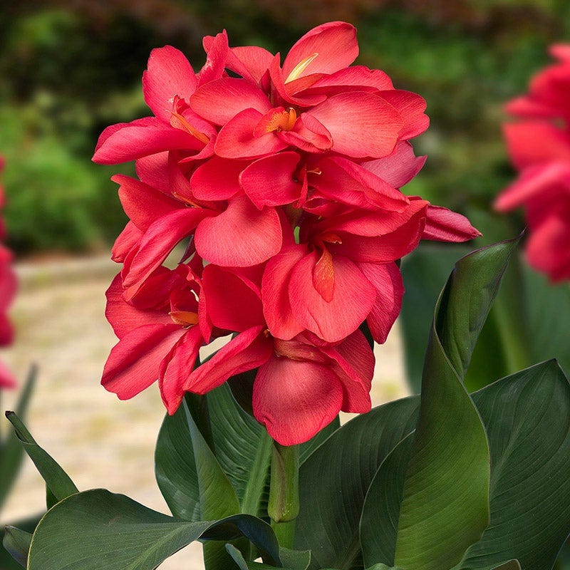 Happy Hummingbird Canna Collection | American Meadows