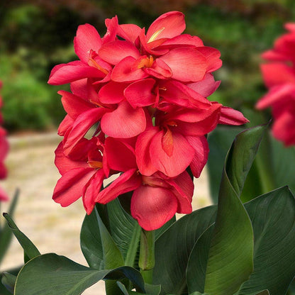 Happy Hummingbird Canna Collection