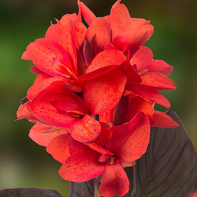 CannaSol™ Happy Julia Canna Lily