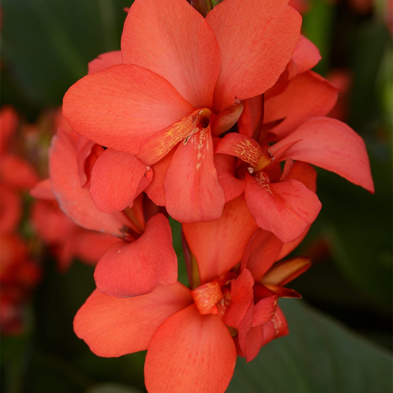 Cannova Red Shades Canna Lily - Thumbnail 2