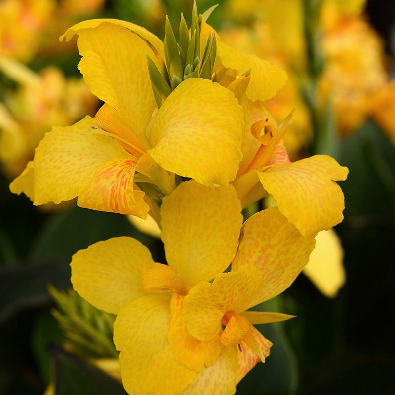 Cannova Yellow Canna Lily