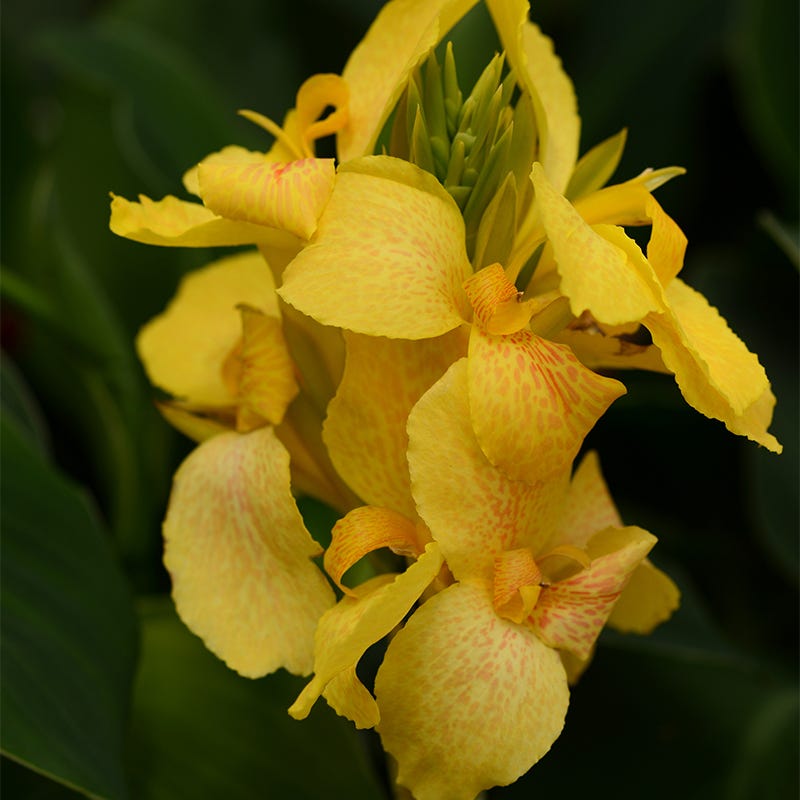 Cannova® Yellow Canna Lily