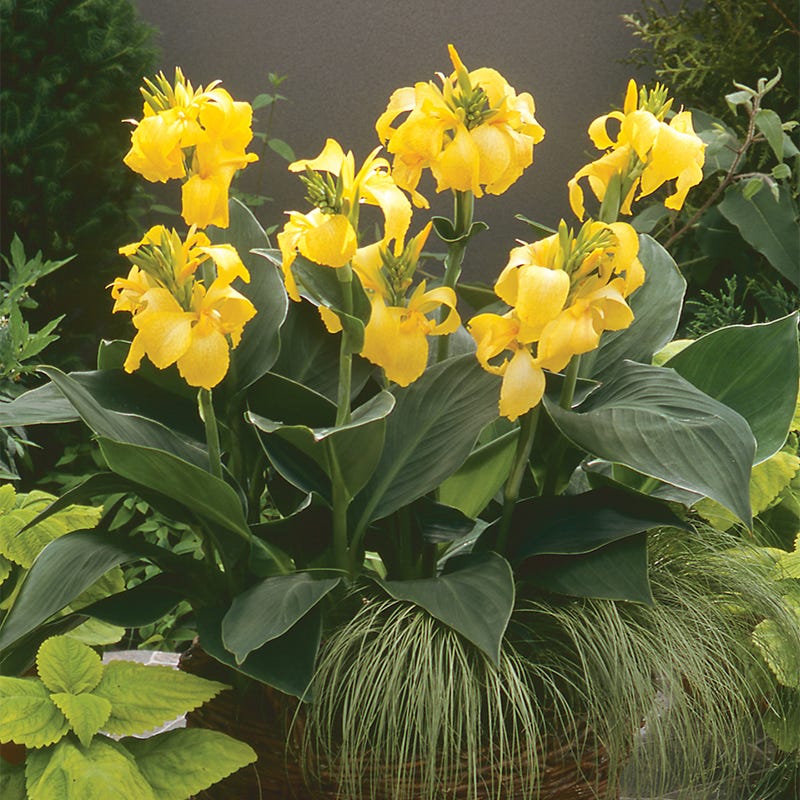 Cannova® Yellow Canna Lily