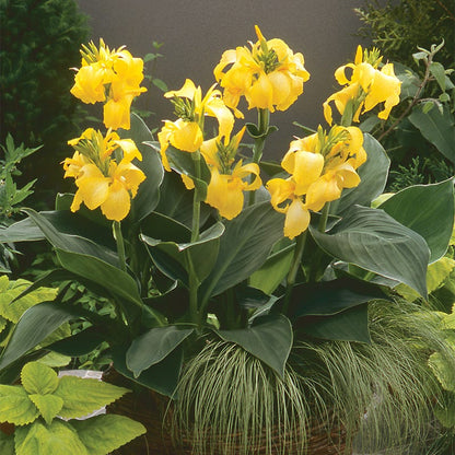 Cannova® Yellow Canna Lily
