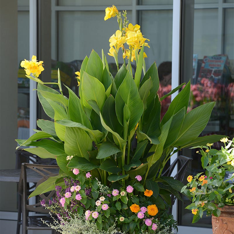 Cannova® Yellow Canna Lily
