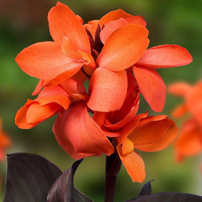 Happy Hummingbird Canna Collection | American Meadows