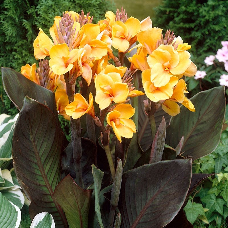 Chocolate Sunrise® Canna Lily | Canna indica | American Meadows