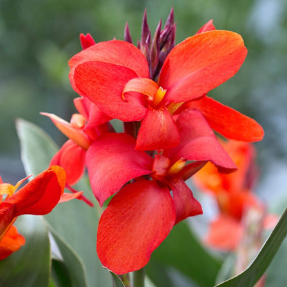 Cannova® Red Shades Canna Lily