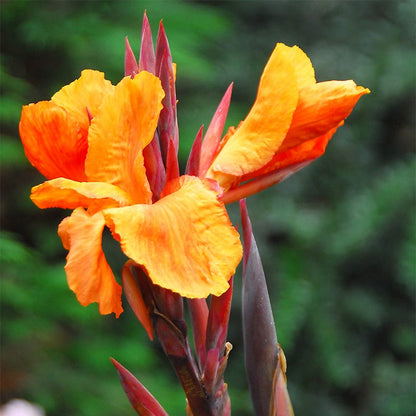 Wyoming Canna Lily