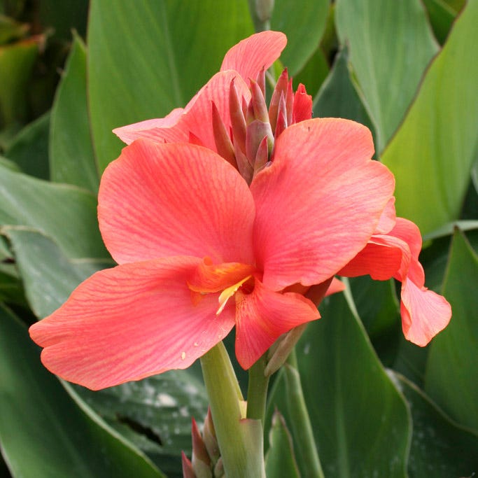 Miss Oklahoma Canna Lily