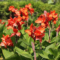 Canna Lily Flower Bulbs