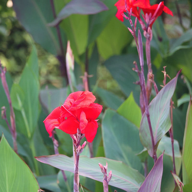 red canna plant Dazzler Canna Lily | Red