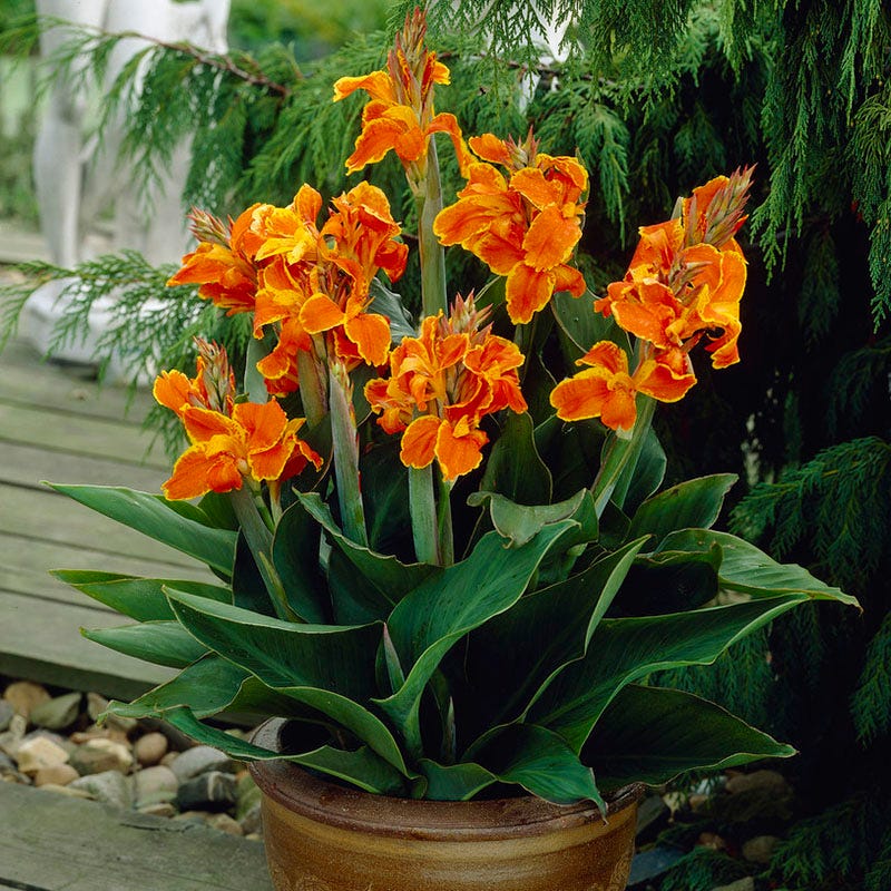 flower canna lily Taroudant Canna Lily