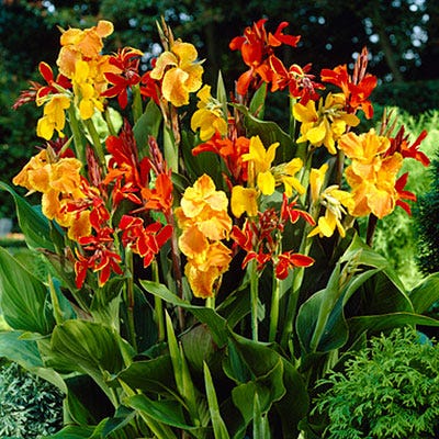 Canna Lily Mix,Canna indica