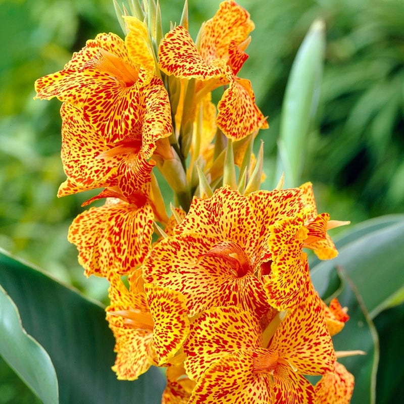 Starship Canna Lily