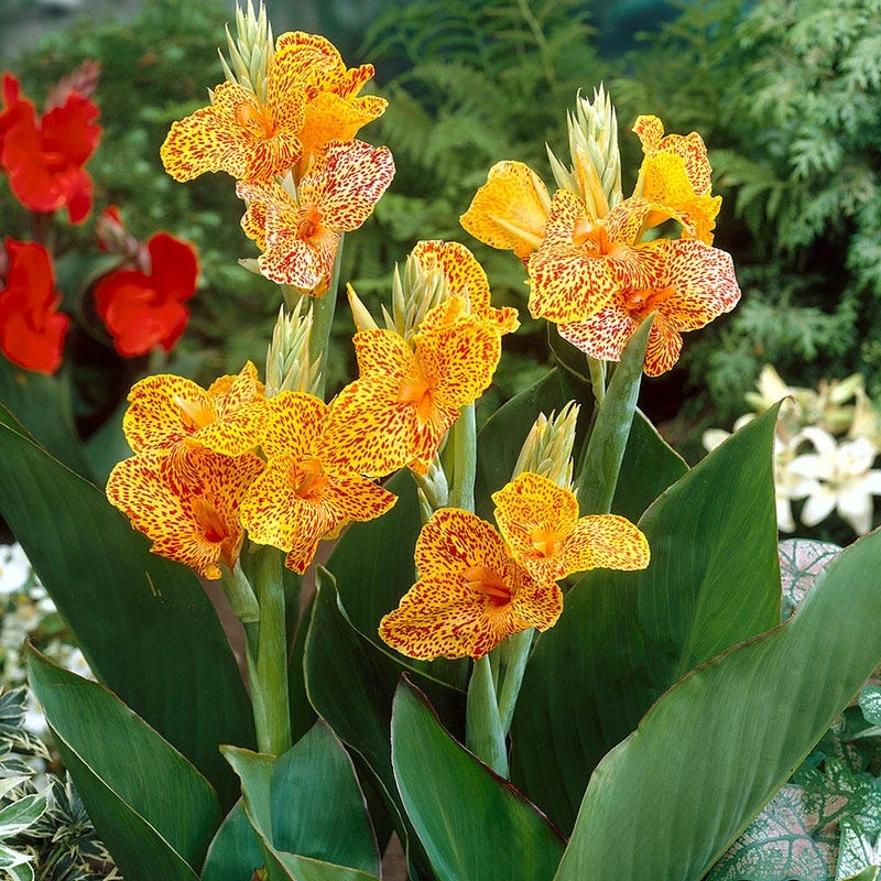 yellow canna lily flower Starship® Canna Lily | Canna indica
