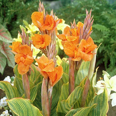 Pretoria Canna Lily
