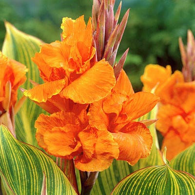 Pretoria Canna Lily