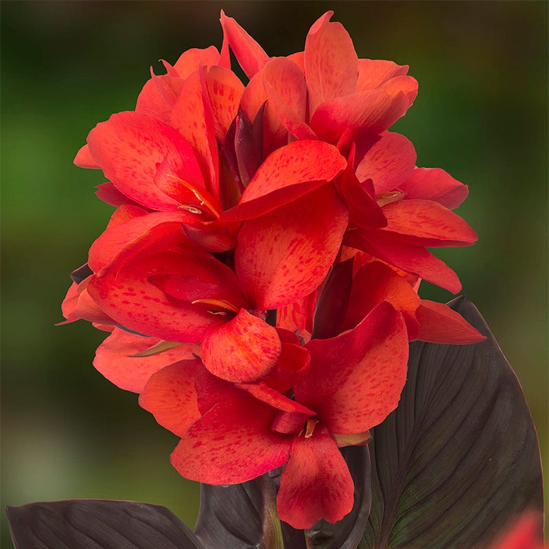 Cannasol Happy Julia Canna Lily | American Meadows
