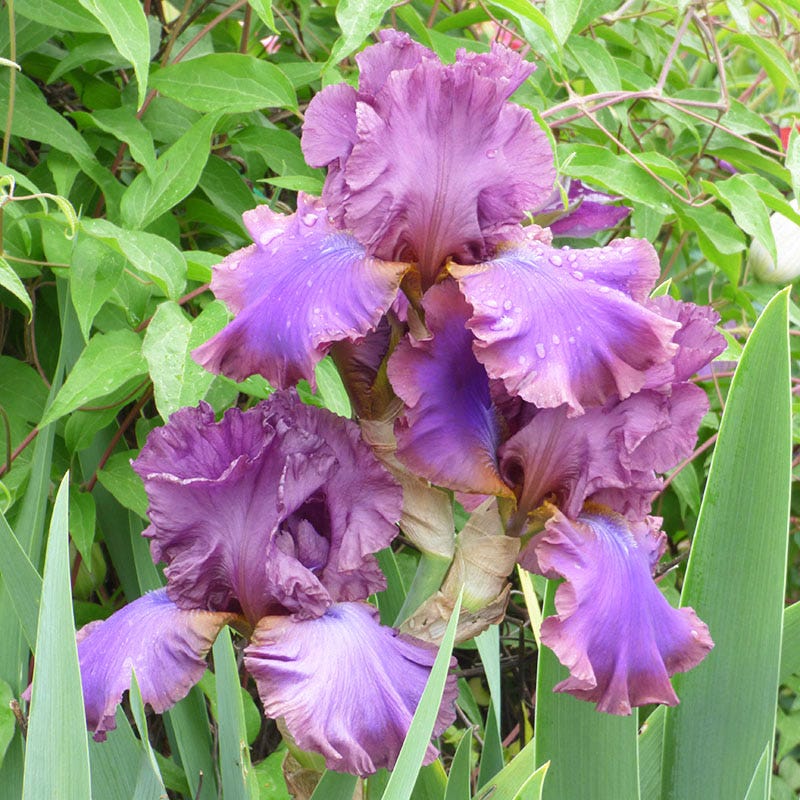 Repeat Performance Bearded Iris Collection
