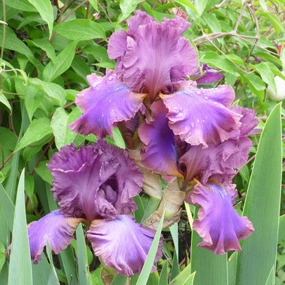 Repeat Performance Bearded Iris Collection