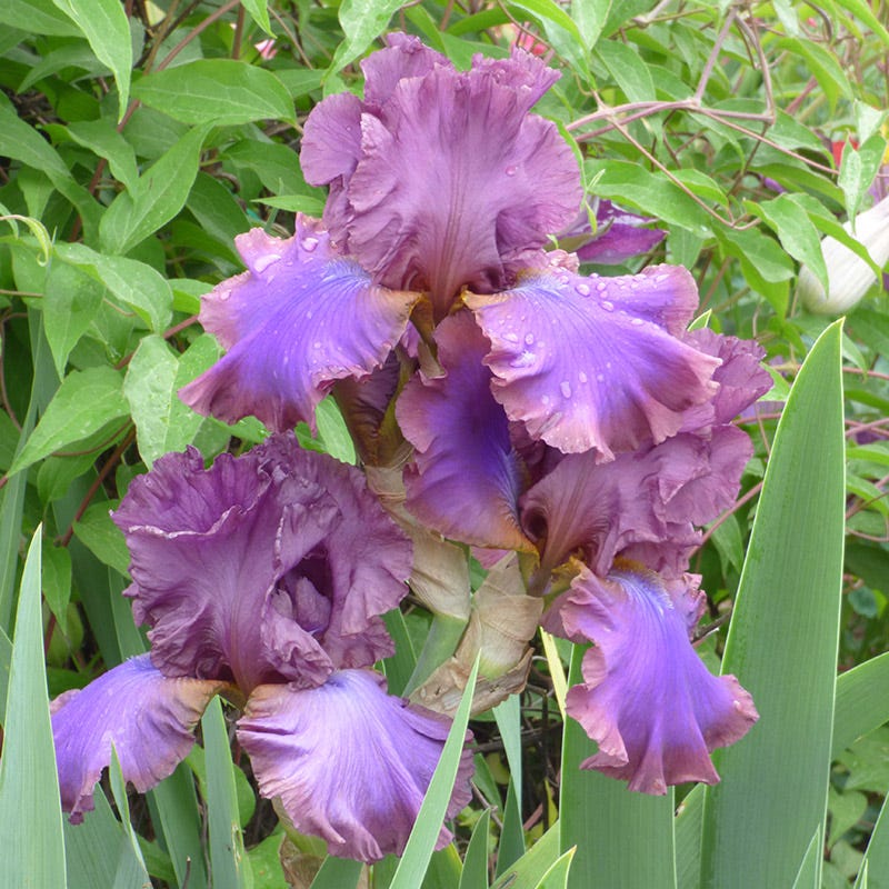 Midnight Gold Bearded Iris Collection