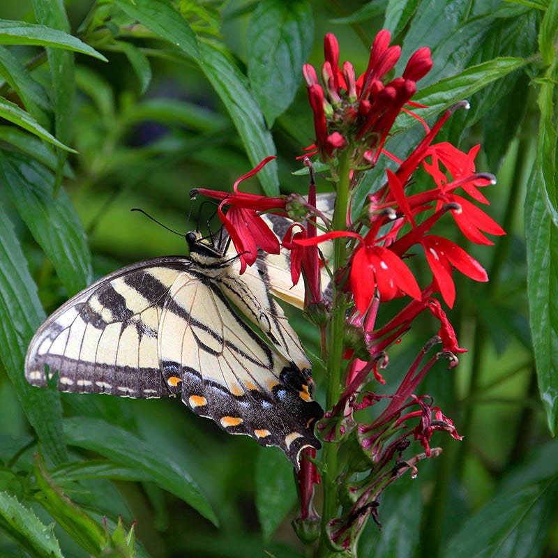 Cardinal Flower