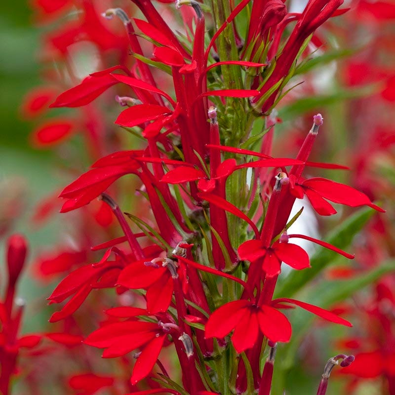 Cardinal Flower
