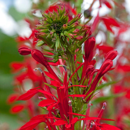 Fireflies Forever Native Plant Collection