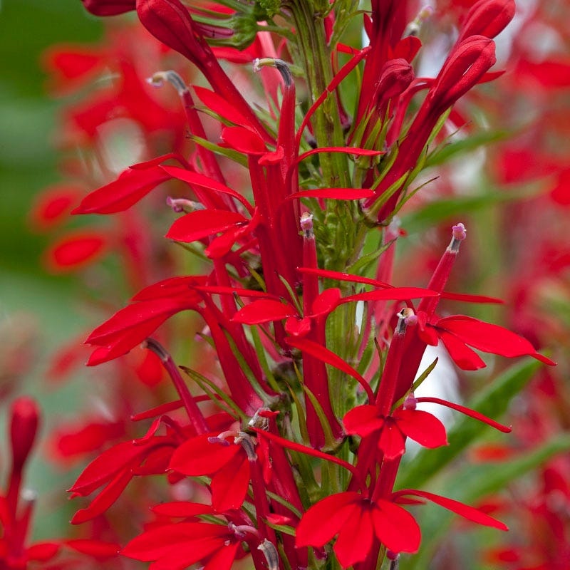 Woodland Edge Native Plant Collection