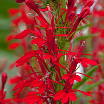 Woodland Edge Native Plant Collection