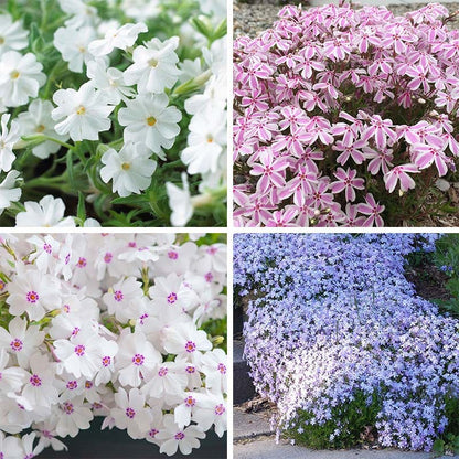 Carefree Creeping Phlox Collection