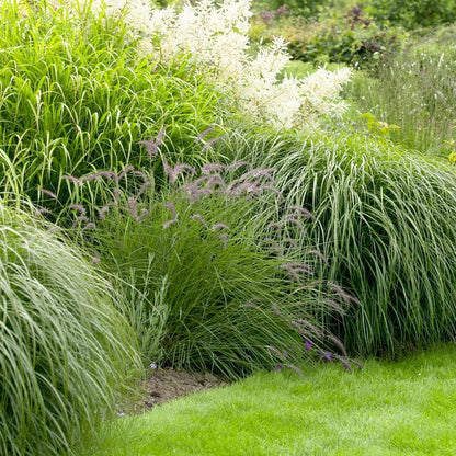Carefree Ornamental Grass Pre-Planned Garden