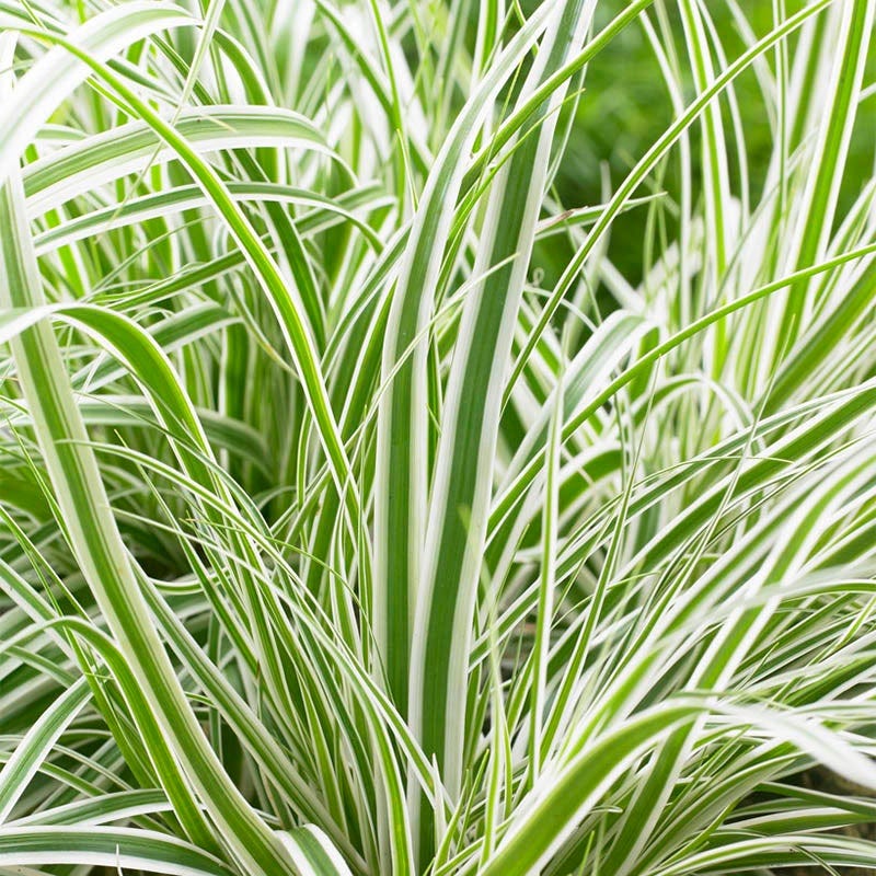 EverColor® Everest Sedge